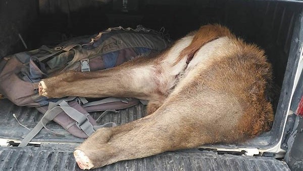 Los jóvenes fueron imputados por la violación a la ley de fauna a raíz de la caza de un ciervo mediano.