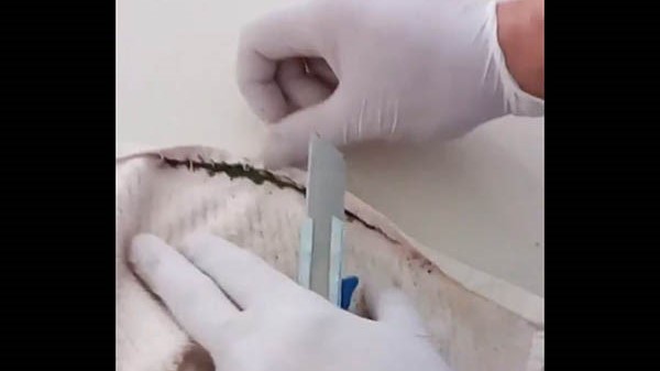 Personal de requisa descubriendo la marihuana escondida en la tela.