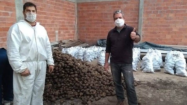 Los voluntarios trabajaron en la descarga y el embolsado de las papas.