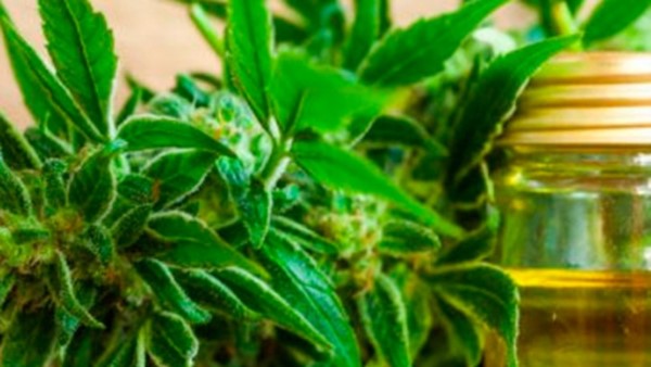 El autocultivo es una estrategia saludable, indican los expertos.