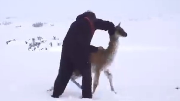 Un hombre trata de poner en pie al chulengo atrapado en la nieve.