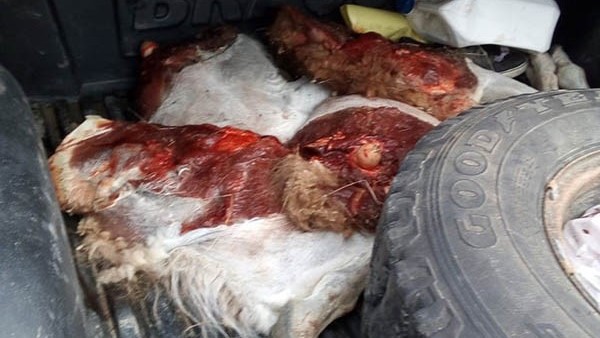 La carne depostada de guanaco fue decomisada por personal policial.