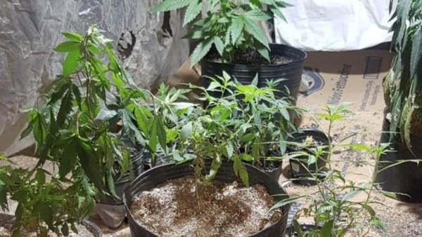 El invernáculo de marihuana con sistema eléctrico fue secuestrado