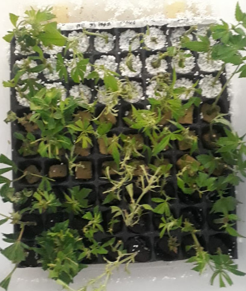Los preparados de Cannabis ofrecen una gran alternativa terapéutica.
