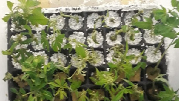 Los preparados de Cannabis ofrecen una gran alternativa terapéutica.