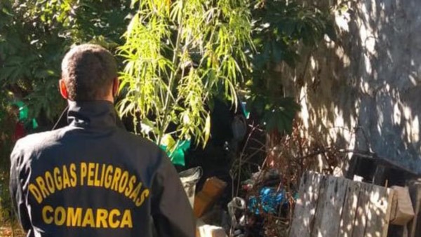 Las plantas de marihuana llegaban a una altura de tres metros.