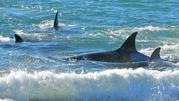 Espectáculo natural. El varamiento de las orcas es un fenómeno que cada año atrae a miles de turistas. 