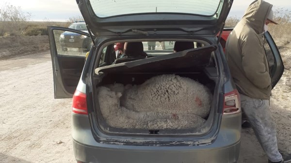 Los capones eran trasladados en el baúl de un vehículo . Atrapados.