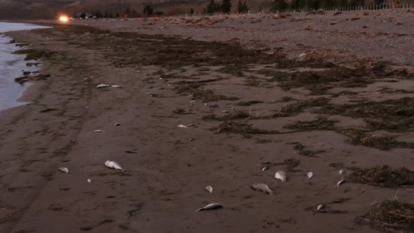 Los peces muertos a lo largo de la costa del lago dispararon la alerta.
