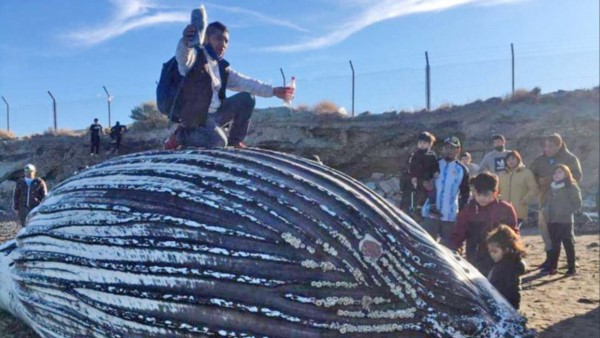Imprudencia. Se viralizaron imágenes de personas dentro de la boca y parados sobre la ballena juvenil que varó en Comodoro Rivadavia.