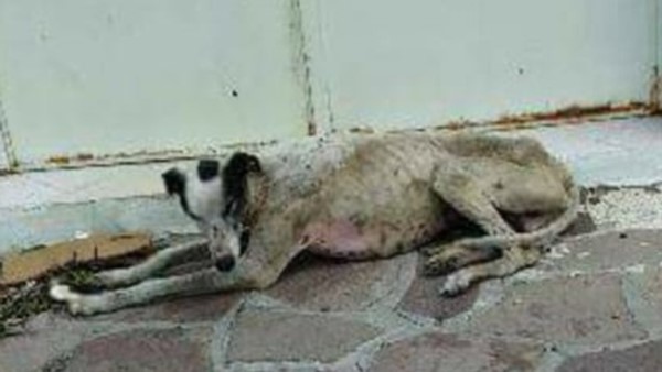 La postal de un galgo de carrera rescatado por una ONG.