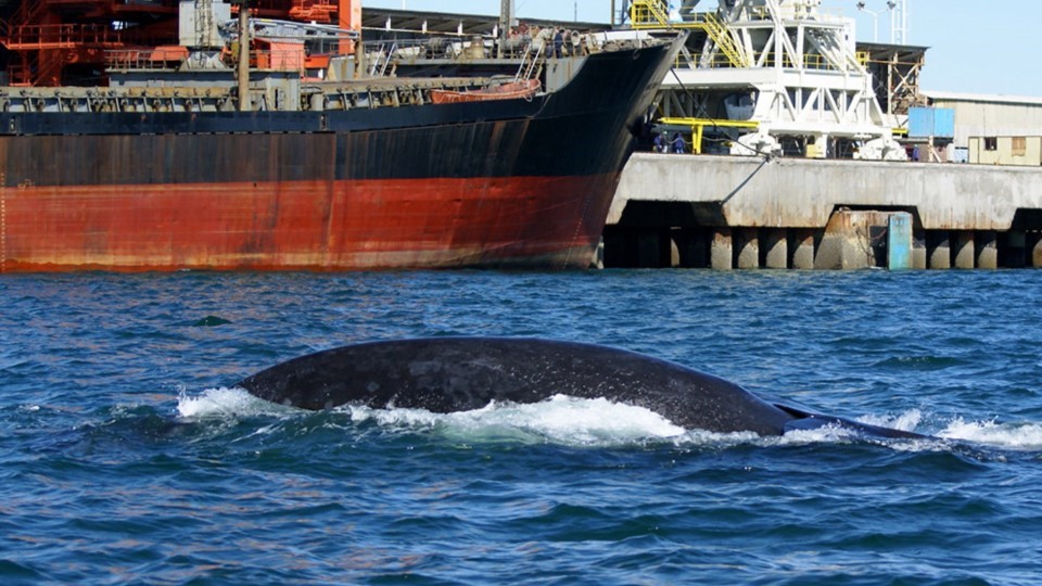 Golfo San se avistan doce especies de cetáceos Golfo San se avistan doce especies de cetáceos