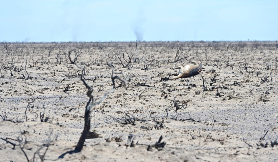 Desolación. El objetivo a largo plazo será la recuperación de cobertura vegetal de las 80 mil hectáreas afectadas por el fuego.