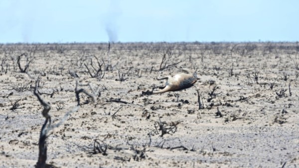 Desolación. El objetivo a largo plazo será la recuperación de cobertura vegetal de las 80 mil hectáreas afectadas por el fuego.
