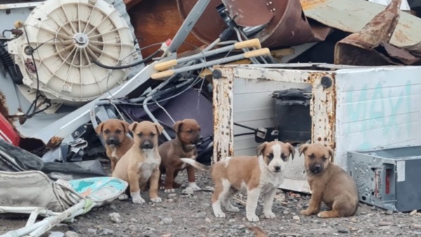 Miradas. Sobreviven entre la basura pero reciben afecto de un grupo de vecinos que les buscan una familia que los pueda adoptar. 