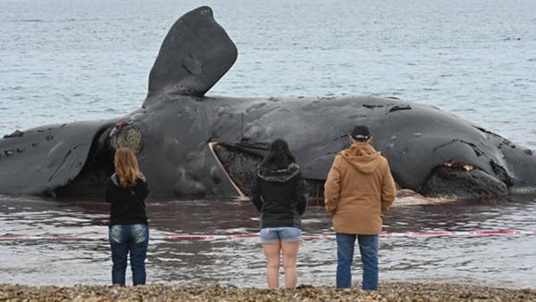 Sigue creciendo el número de ballenas muertas. Investigan las causas.