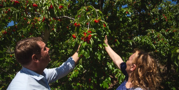 La chacra de cerezas fue reactivada por los emprendedores locales Manuel Besada y Daniel Buschiazzo.