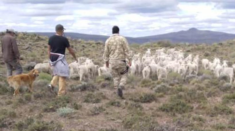 El allanamiento se realizó en una establecimiento de Laguna Fría.