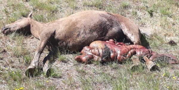 El animal sobre la ruta 259 a pocos kilómetros de Esquel. Una mujer lo lo atropelló en dirección a Trevelin.