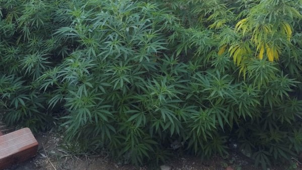 La Brigada de Investigaciones durante el procedimiento en una casa.
