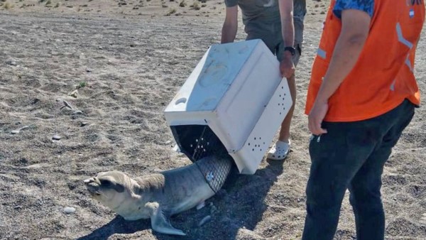 El rescate del ejemplar la llevó a cabo Personal de Protección Civil.