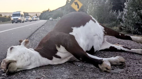 La vaca falleció al instante del impacto y quedó a un costado de la vía.