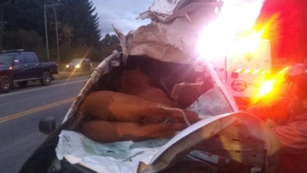 El impacto fue brutal y el caballo terminó dentro del vehículo. 
