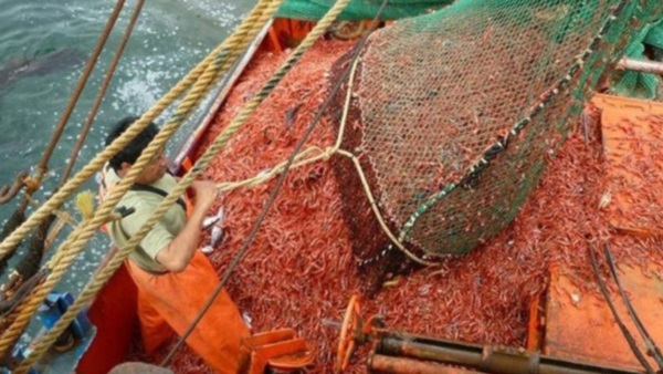 Producto estrella. El langostino sigue siendo un recurso chubutense que puede abrir nuevos mercados en todo el mundo. 