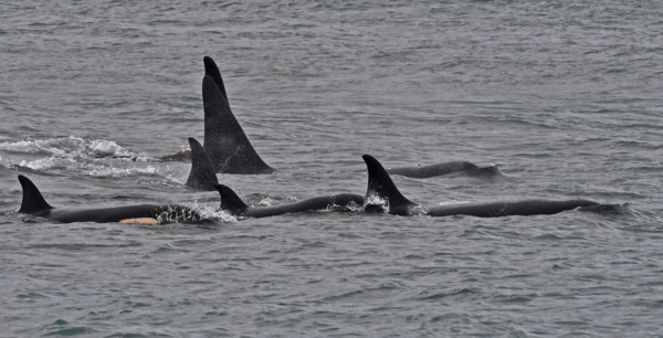 La orca espera, finge estar varada hasta que un lobito cae al mar. Esto ocurre cuando están con hambre.