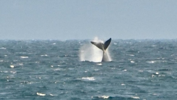 Símbolo. Las ballenas, referencia mundial de Chubut, acompañarán la presentación de la Agencia. 