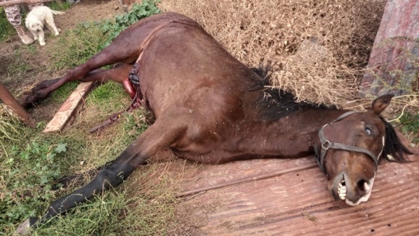 El caballo muerto. Su propietario denunció su muerte con un puñal.