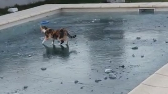 Jesús, el gato que camina en una piscina congelada.