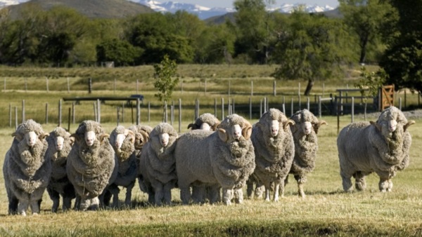 Las ovejas de Estancia Leleque, en Chubut, uno de los negocios más rentables de Benetton en la Argentina.