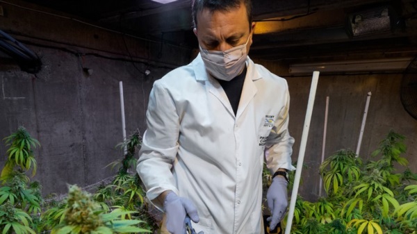 Ensayos. Comienzan las pruebas del resultado del cannabis. 