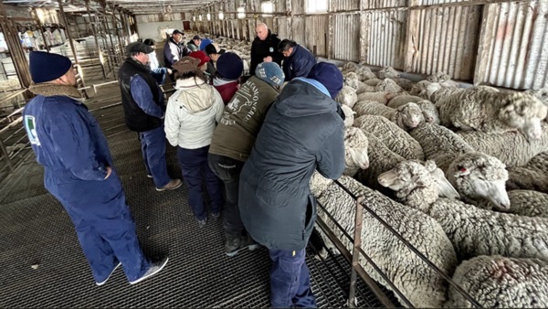 Más de un centenar de productores ovinos se vieron beneficiados.