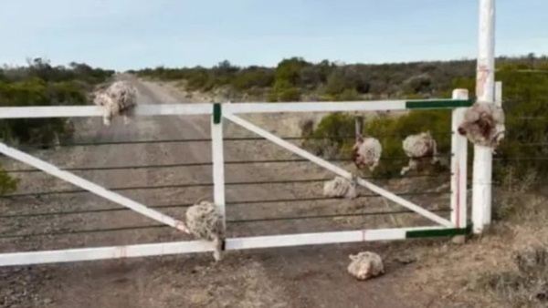 Las cabezas de las siete ovejas yacen colgadas de la tranquera.