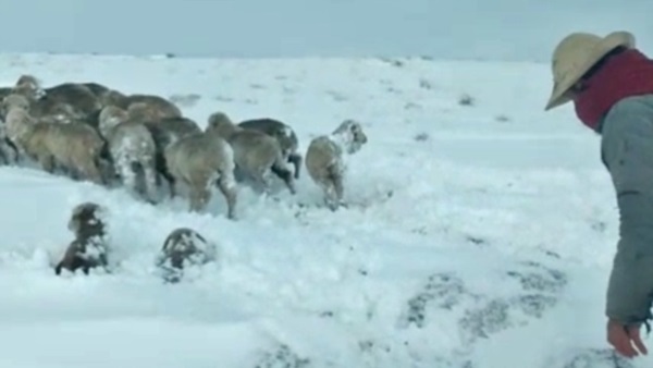 Trabajo duro. Una de las tantas postales que dejaron los temporales de nieve en Río Pico, donde se esfuerzan por salvar la hacienda que se pueda. 