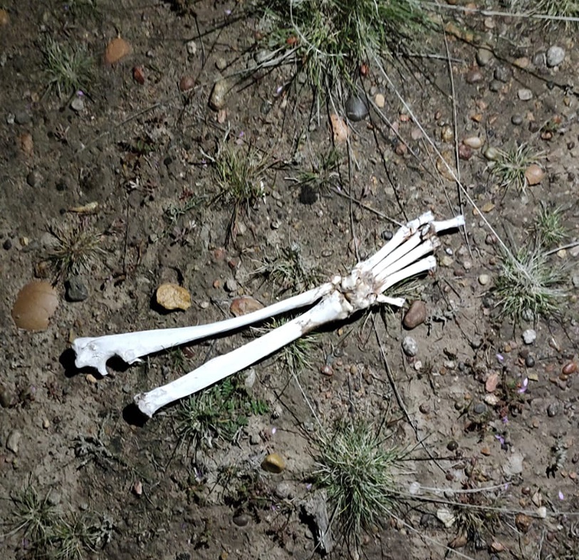 Los huesos fueron hallados por un vecino en ruta 25 y rotonda oeste.
