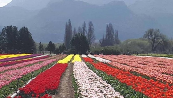 El Campo de Tulipanes es un atractivo único en Argentina, con una paleta de colores inigualable.