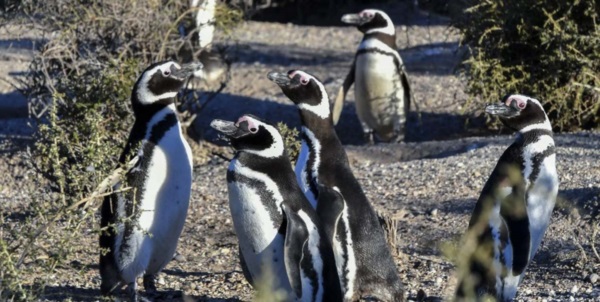 El Área Natural Protegida Punta Tombo figura como uno de los destinos turísticos más elegidos de Chubut.
