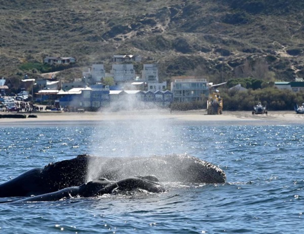 Una de cal y otra de arena. Ballenas hay pero falta mucha más agua.
