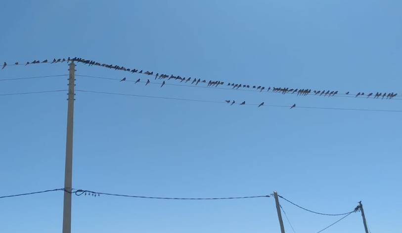 Las bandadas de loros se posan sobre los cables y provocan cortes.