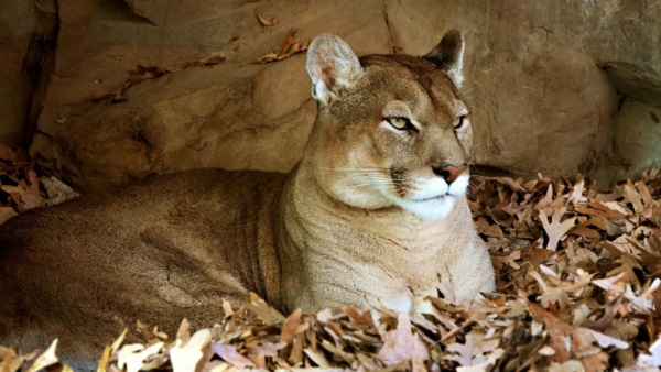Crece la preocupación por la caza de pumas en los campos de la meseta. Foto ilustrativa: Infobae