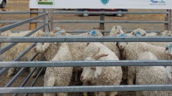 Provincia acompañó a productores en la exposición de Cushamen