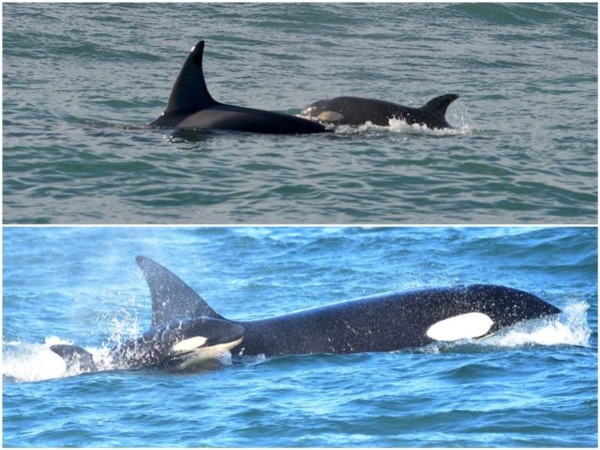  Konke y su cría en 2021 en Río Negro y 2023 en Chubut. (Fotos de Fernando Mariño y PVOR)