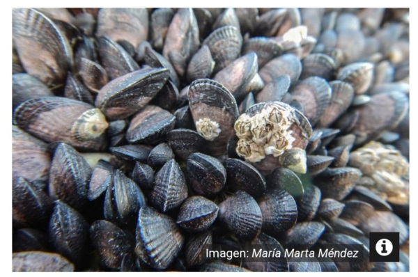 Cada vez mueren más "mejillines" en el Golfo Nuevo. Foto: Maria Marta Méndez