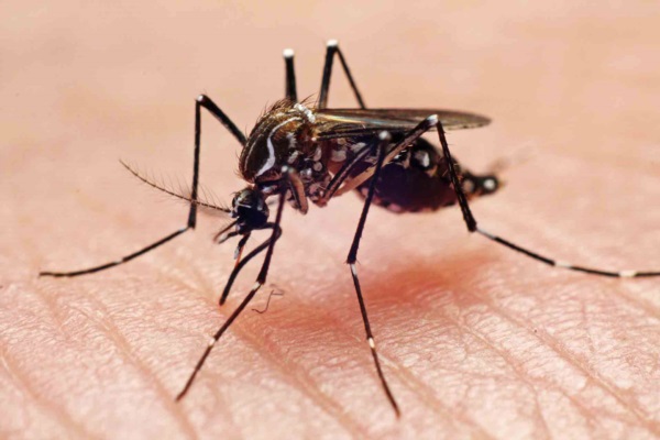 Cómo evitar la exposición al mosquito transmisor del dengue. Foto ilustrativa: Infobae