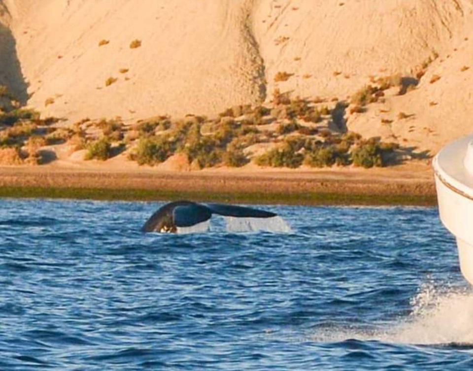 Una sorpresa. Una postal del primer ejemplar de ballena franca en las aguas del Golfo Nuevo. 