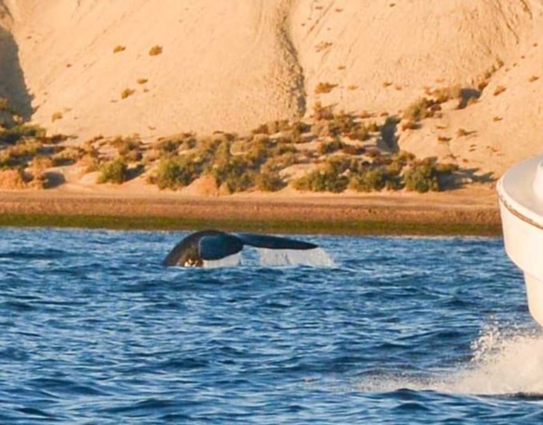 Una sorpresa. Una postal del primer ejemplar de ballena franca en las aguas del Golfo Nuevo. 