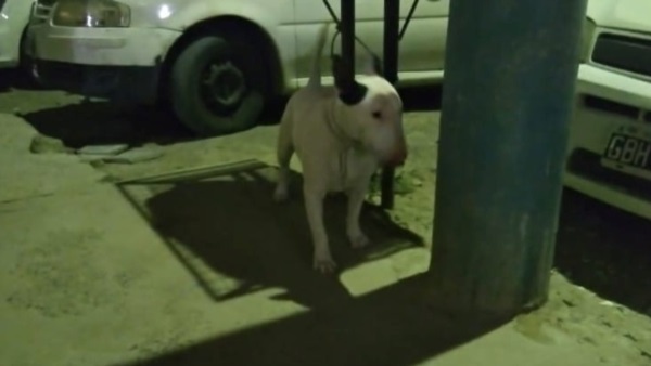 El Bull Terrier, este sábado, atado a un cesto de basura afuera de una iglesia evangélica